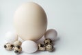 Ostrich, chicken and quail eggs on a white background. Large ostrich egg in an upright position on a blue background Royalty Free Stock Photo