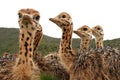 Ostrich Chicks Royalty Free Stock Photo