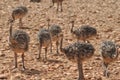 Ostrich chicks Royalty Free Stock Photo