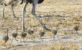 Ostrich chicks walking with the mother Royalty Free Stock Photo