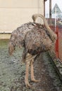 Ostrich cleaning itself Royalty Free Stock Photo