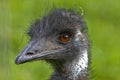 Ostrich - close up