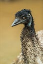 Ostrich