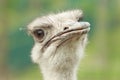 Ostrich close-up