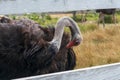 Ostrich close-up on a farm taking care of his feathers Royalty Free Stock Photo