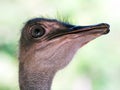 Ostrich close up