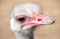 Ostrich close up