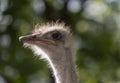 Ostrich close-up in the looks cautiously around