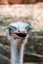 Ostrich close up. Ostrich portrait with blurred background