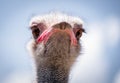 Ostrich Close up portrait, Close up ostrich head. South African male ostrich