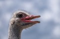 Ostrich Close up portrait, Close up ostrich head. South African male ostrich Royalty Free Stock Photo