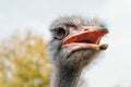 Ostrich Close up portrait, Close up ostrich head Struthio camelus Royalty Free Stock Photo