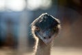 Ostrich close up portrait front view with blurry background. Ostrich face close-up. Eyes with eyelashes in focus Royalty Free Stock Photo