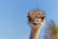 Ostrich Close up portrait with neck, Close up ostrich head against the blue sky. Struthio camelus. Royalty Free Stock Photo