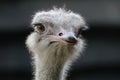 Ostrich close-up portrait Royalty Free Stock Photo