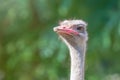 Ostrich Close up portrait, Struthio camelus Close up Ostrich Head Royalty Free Stock Photo