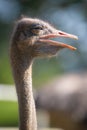 Ostrich close up shot on a beautiful sunny day Royalty Free Stock Photo