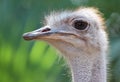 Ostrich