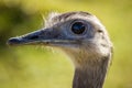 Ostrich closeup portrait