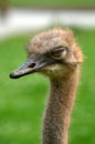 Ostrich closing his eyes