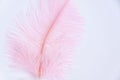 Ostrich colored feathers on a white background. A pen on an isolated background