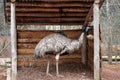 Ostrich or common ostrich, in Latin called Struthio camelus. A young bird in lateral view in a wooden shelter.