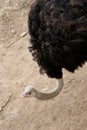 Ostrich Royalty Free Stock Photo