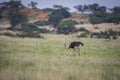 The ostrich or common ostrich, Struthio camelus, in the Namibia desert. Royalty Free Stock Photo