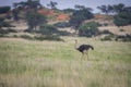 The ostrich or common ostrich, Struthio camelus, in the Namibia desert. Royalty Free Stock Photo