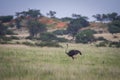 The ostrich or common ostrich, Struthio camelus, in the Namibia desert. Royalty Free Stock Photo