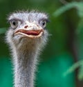 A Ostrich in conversation with camera