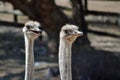 Ostrich couple