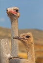 Ostrich couple female and male