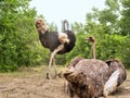 Ostrich couple nests on dusty ground