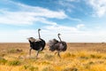 Ostrich couple running on dry yellow grass of the African savannah