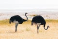 Ostrich couple standing on dry yellow grass of the African savannah