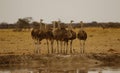 Ostrich creche on the African plains babies growing up