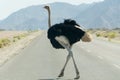 Ostrich crossing a tared road. Royalty Free Stock Photo