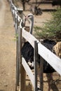 Ostrich at Curacao Ostrich Farm