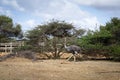 Ostrich at Curacao Ostrich Farm