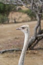 Ostrich at Curacao Ostrich Farm