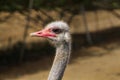 Ostrich at Curacao Ostrich Farm