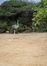 Ostrich at Curacao Ostrich Farm