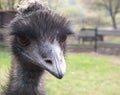 An ostrich with curious look Royalty Free Stock Photo