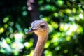 Ostrich cute shape Royalty Free Stock Photo