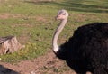 Ostrich