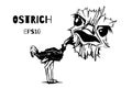 Ostrich Drawing Vector Illustration Hand Drawn Royalty Free Stock Photo