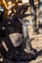 Ostrich or Dromaius novaehollandiae full frame filling head Royalty Free Stock Photo