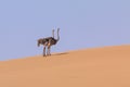 Ostrich in the dunes of the Namib Desert, Swakopmund, Namibia