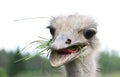 Ostrich eating